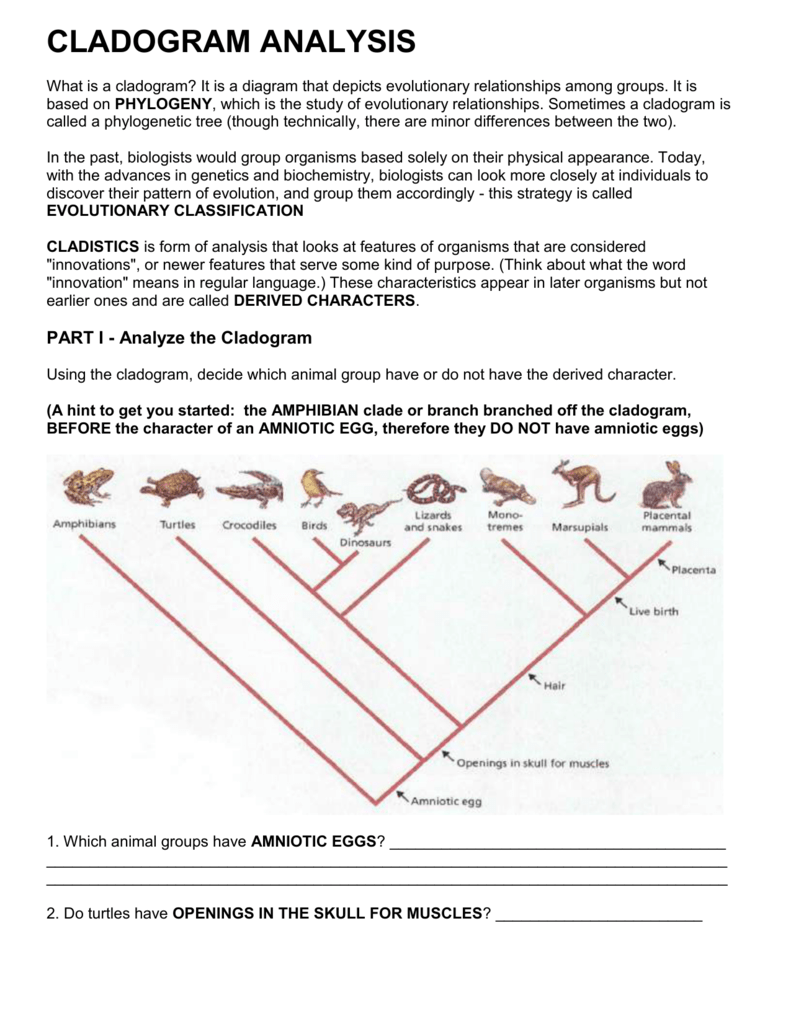 Cladogram Worksheet Answer Key Guide