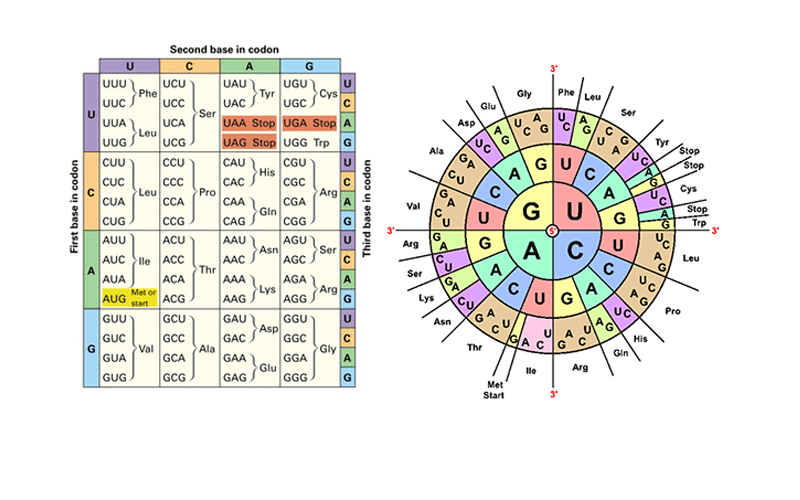 Codon Worksheet Answers Key Genetics Made Easy