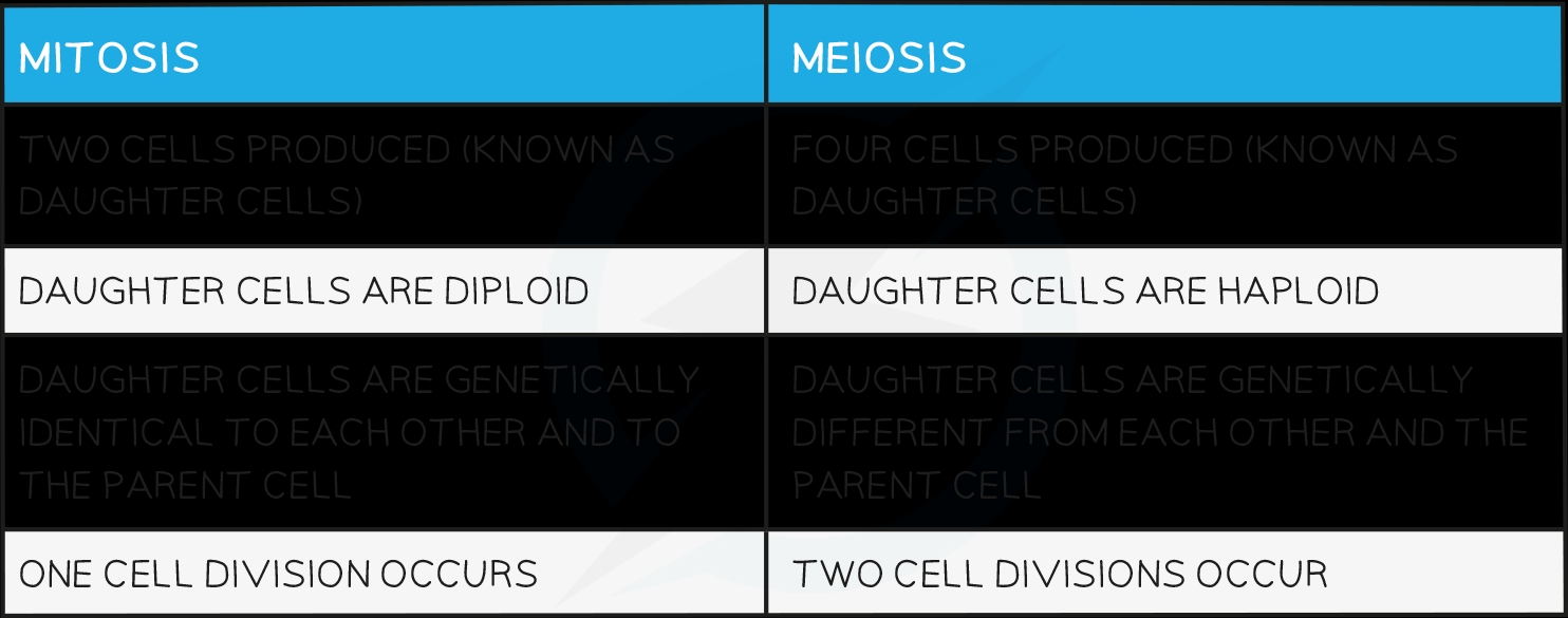 Mitosis vs Meiosis: Key Differences Explained