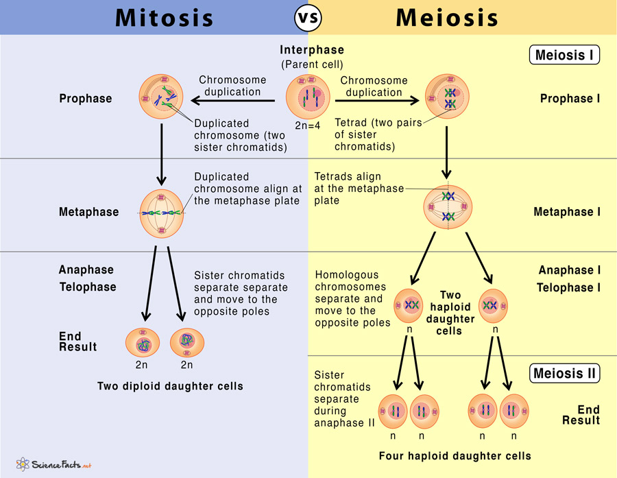 Mitosis vs Meiosis: Key Differences Explained