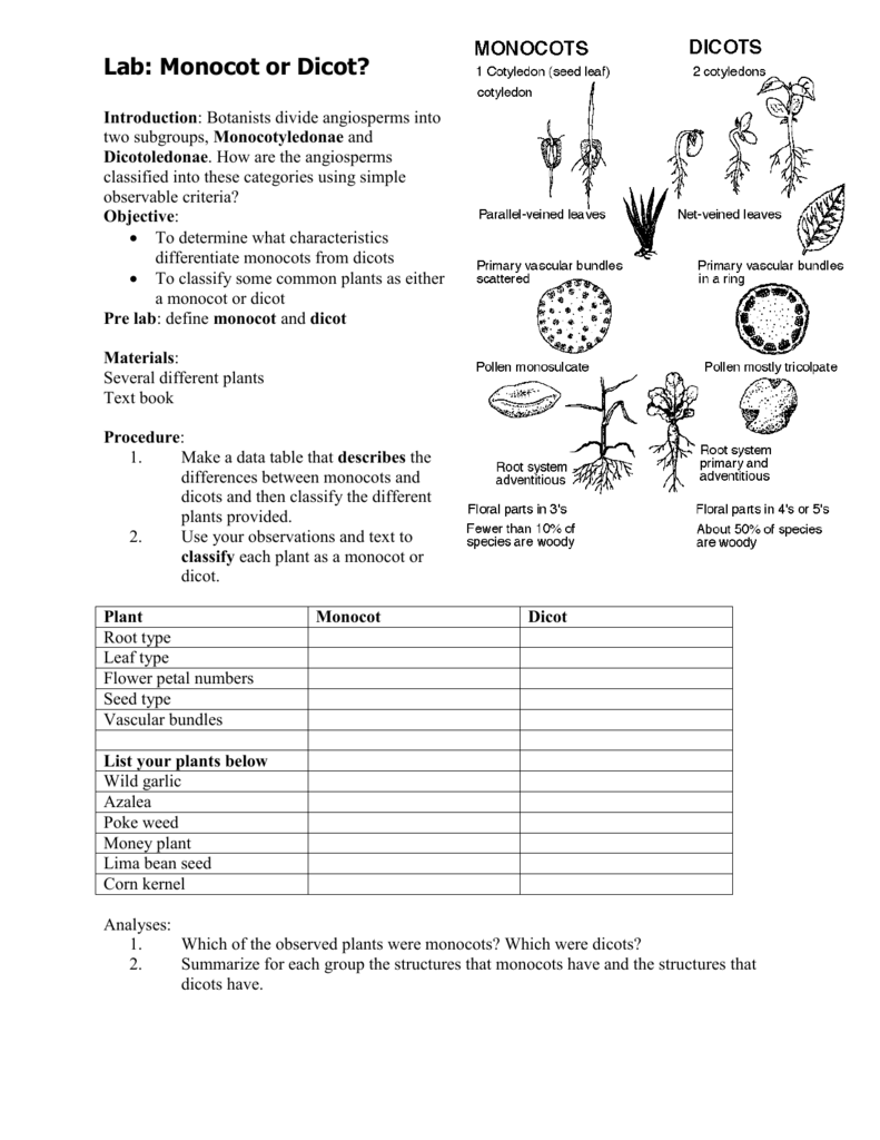 5 Key Differences Between Monocots and Dicots