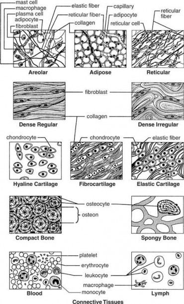 Connective Tissue Worksheet Answers