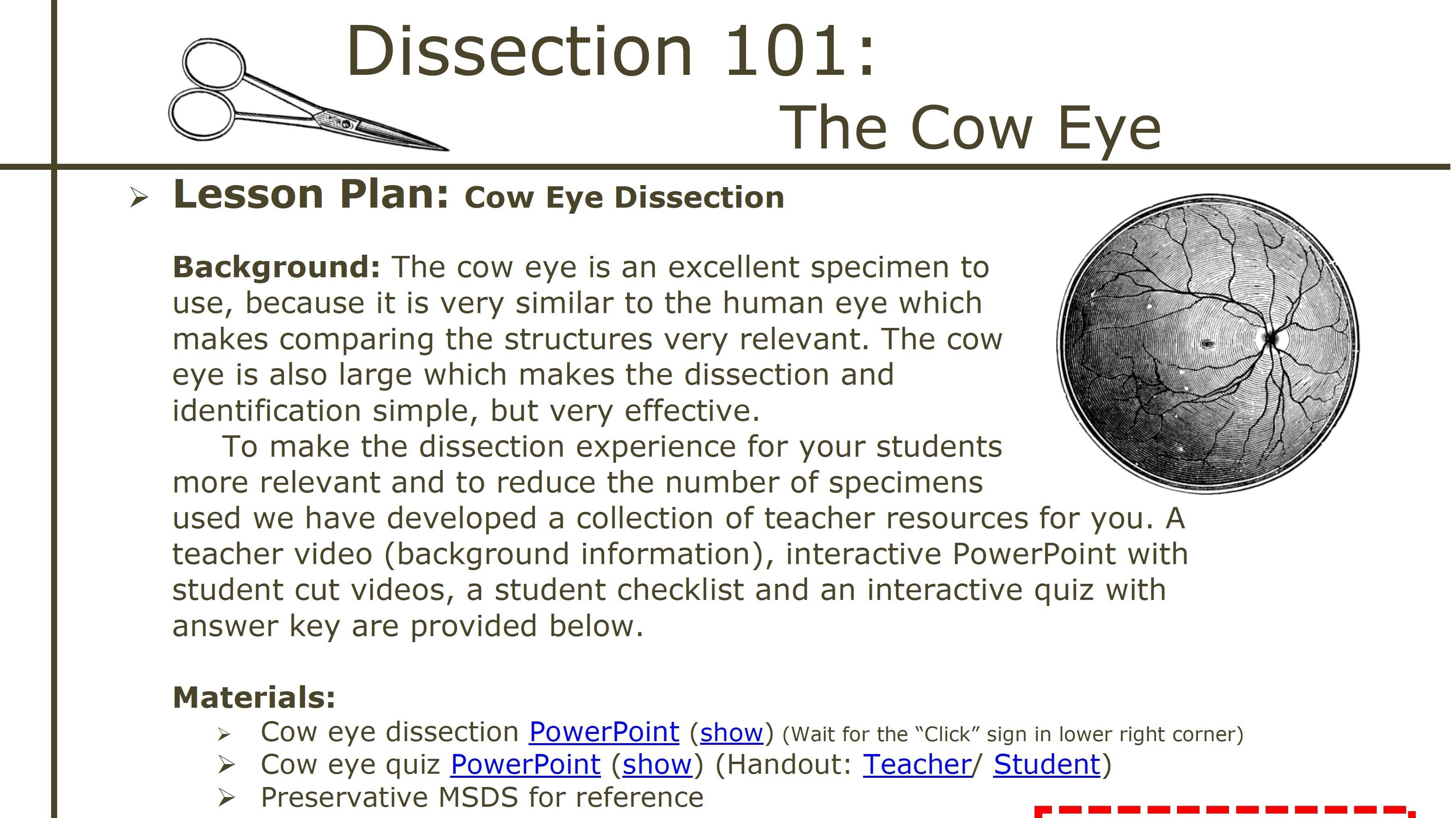 Dissecting Cow Eyes: A Step-by-Step Guide