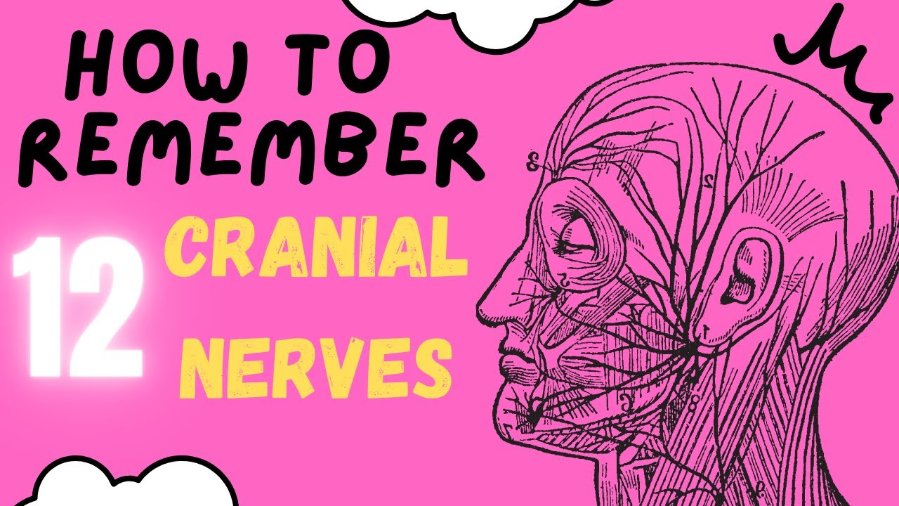 Master 12 Cranial Nerves in 5 Easy Steps