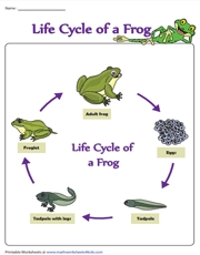 7 Stages of a Frog's Life Cycle Explained