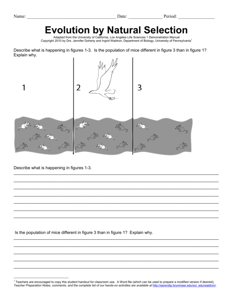 Darwin's Natural Selection Worksheet Explained