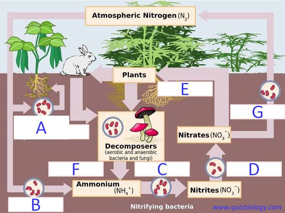 Diagram Quiz On Nitrogen Cycle Biology Multiple Choice Quizzes