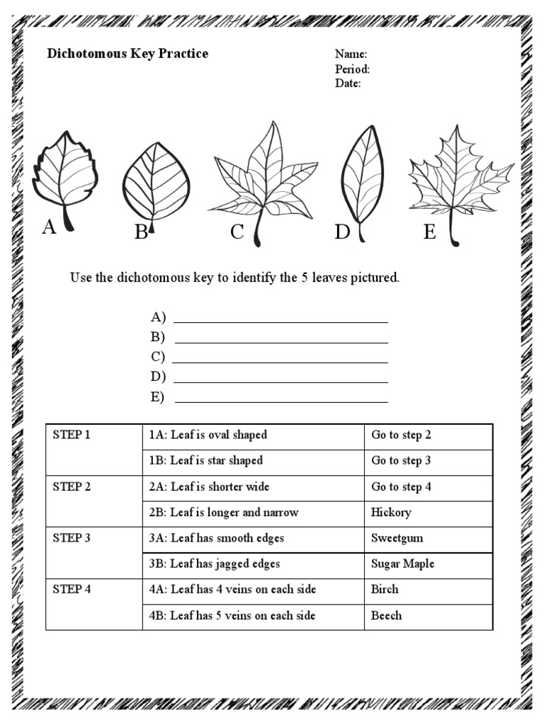 Dichotomous Key Worksheet Pdf