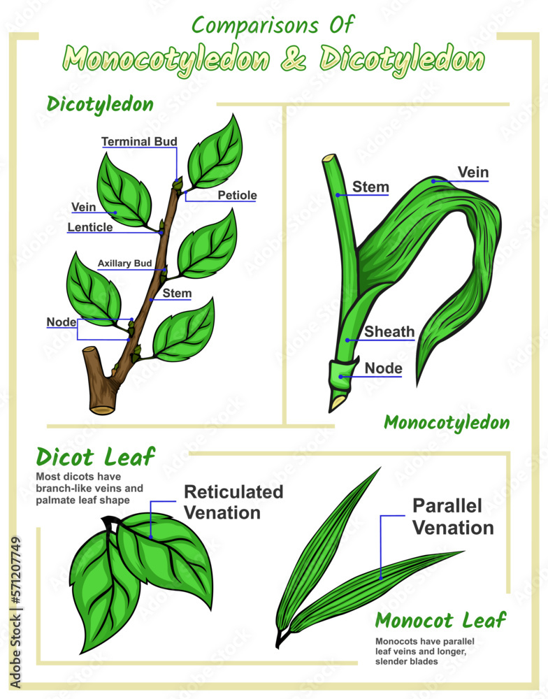 Difference Between Dicot And Monocot Leaf With Comparison Chart