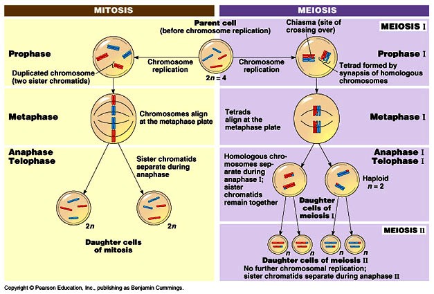 Difference Between Mitosis And Meiosis 32 Differences