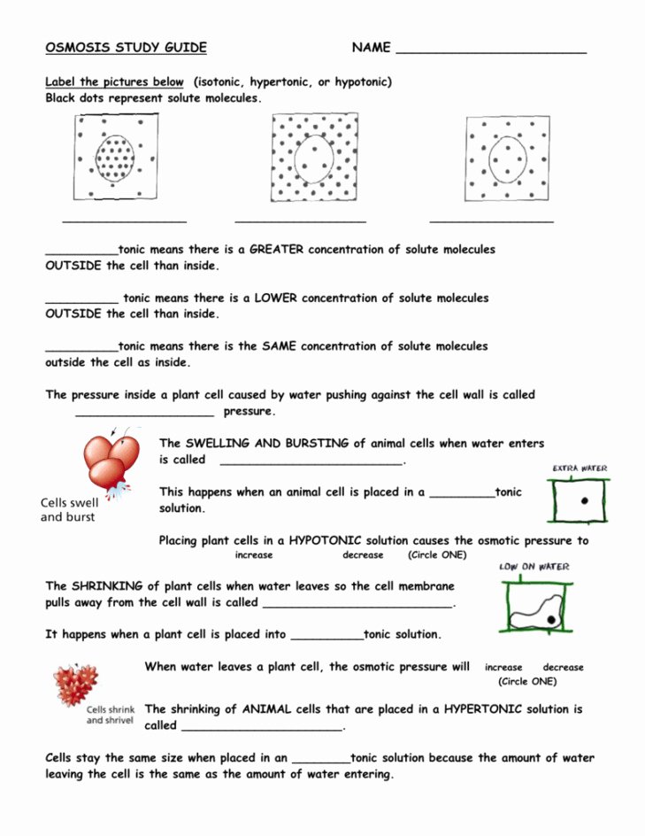 5 Key Answers to Diffusion and Osmosis Worksheet