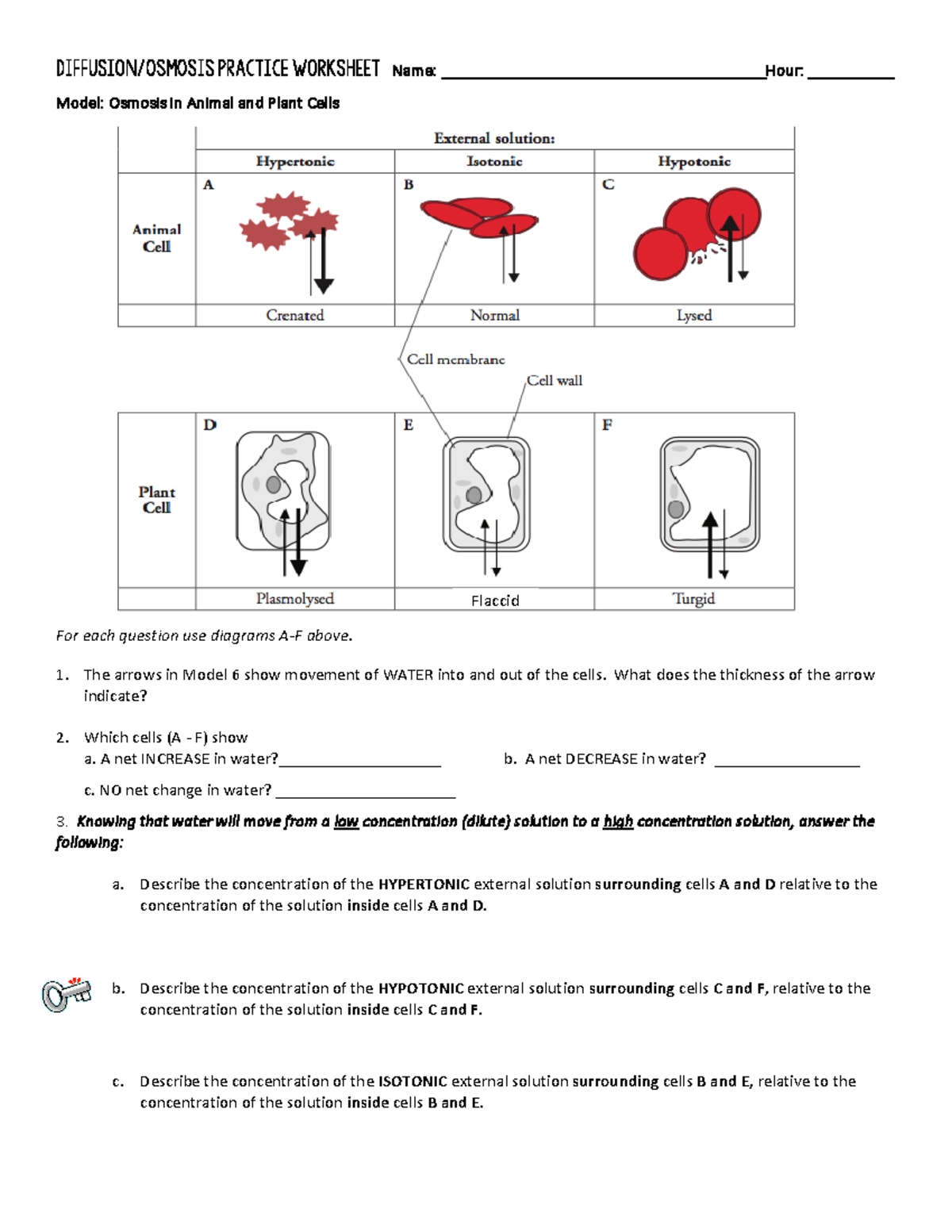 Diffusion and Osmosis Worksheet Answers Key