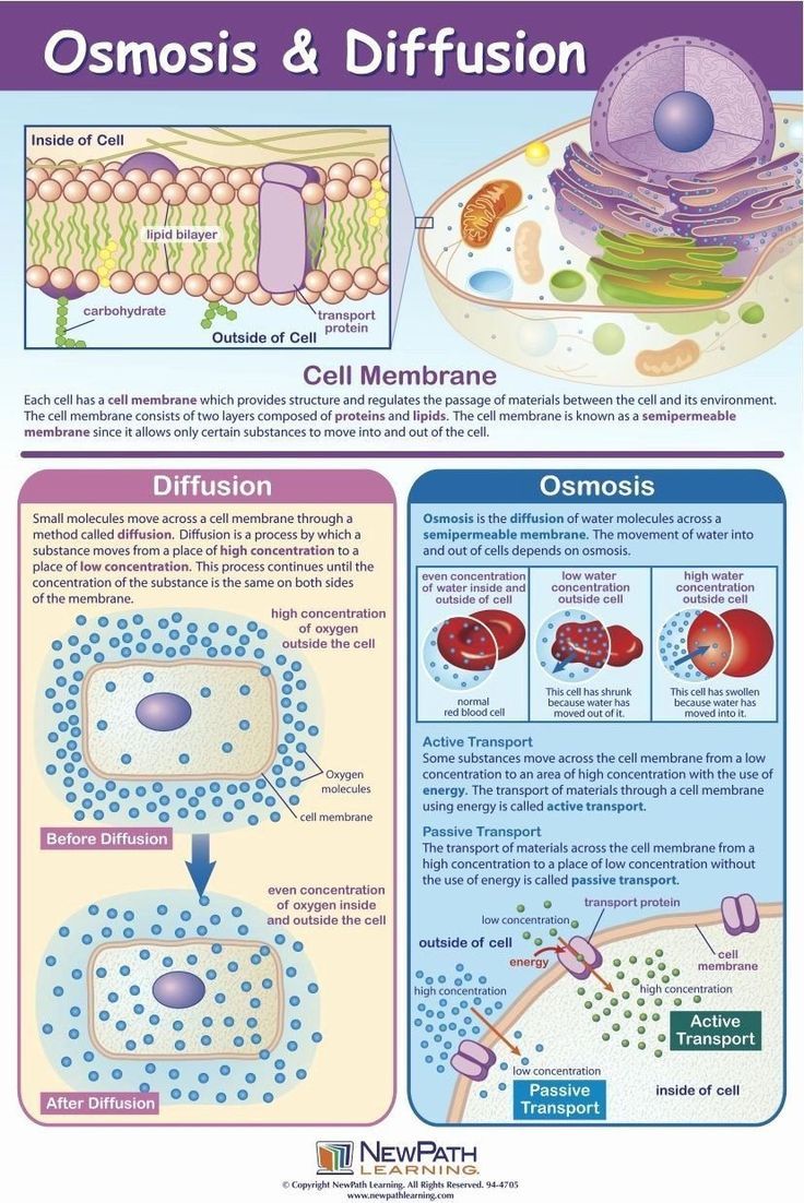 Cell Transport Made Easy: Diffusion vs Active Transport