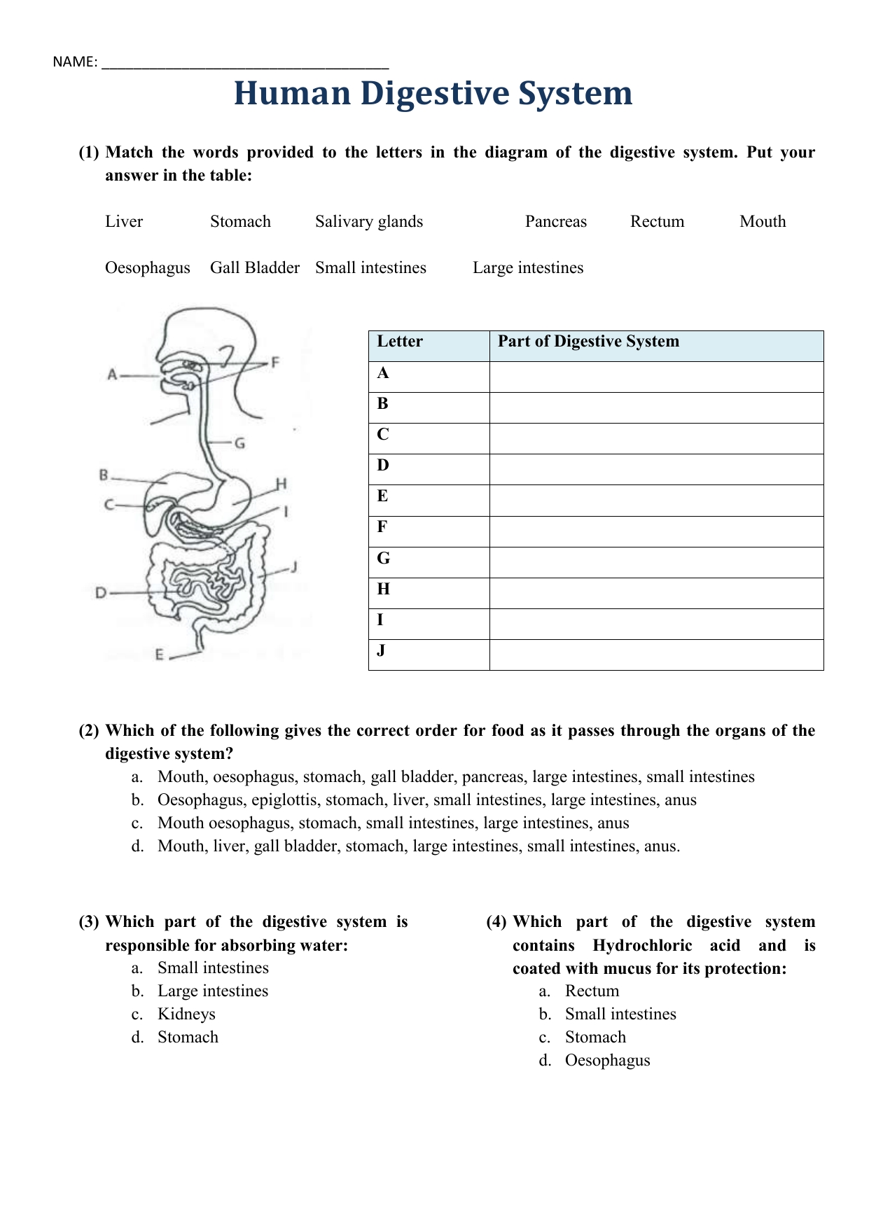 Digestive System Labeling Worksheet Guide for Students