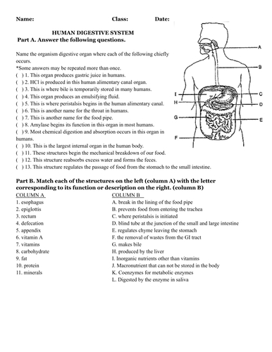 Digestive System Worksheet Answers