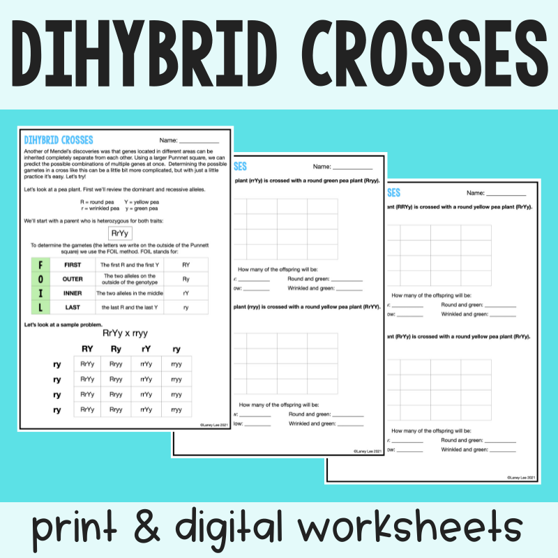 Dihybrid Cross Practice Worksheet Made Easy