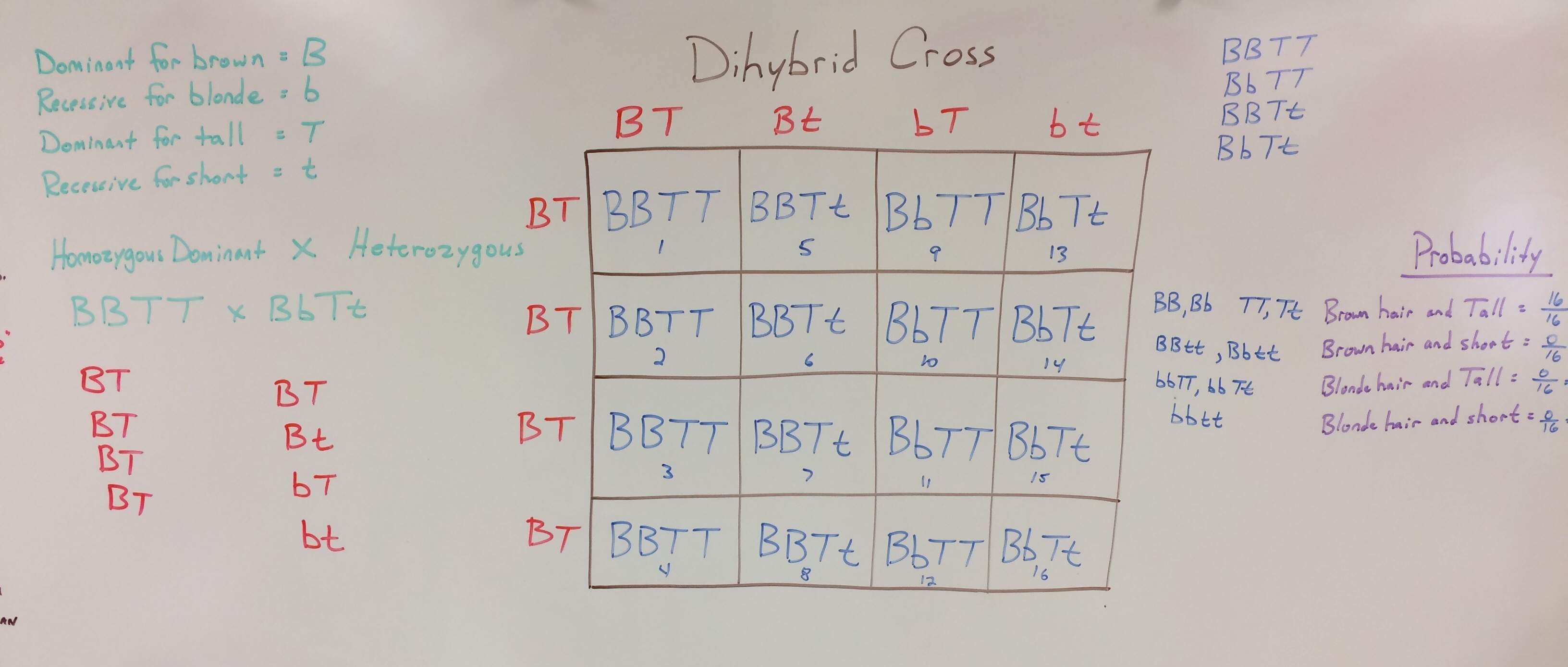 Dihybrid Cross Worksheet Answers Explained