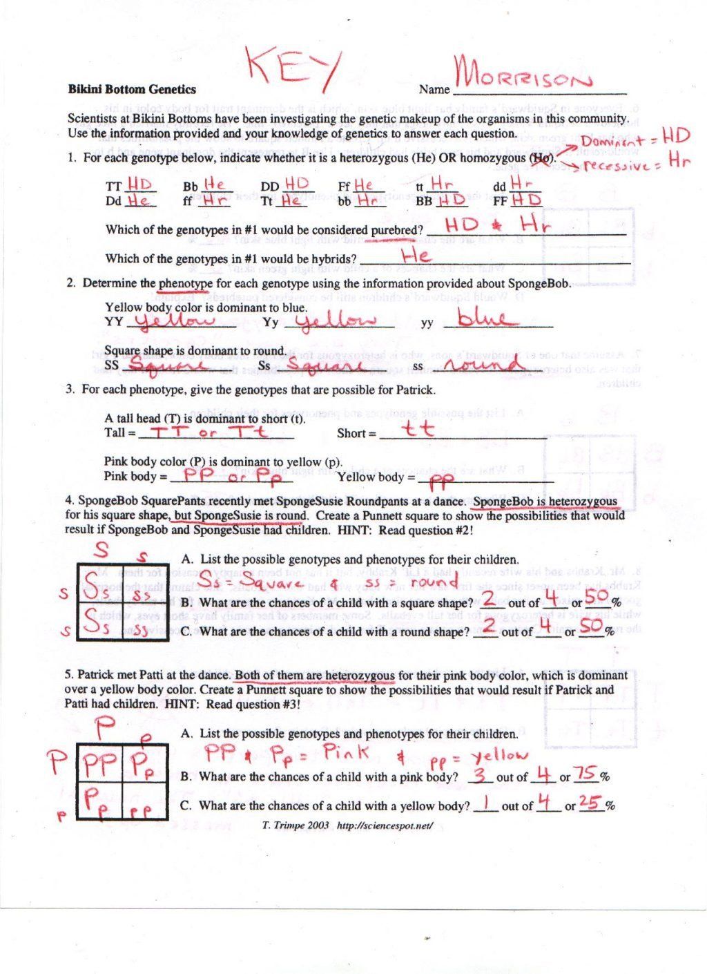 Mastering Dihybrid Crosses: Genetics Worksheet Made Easy