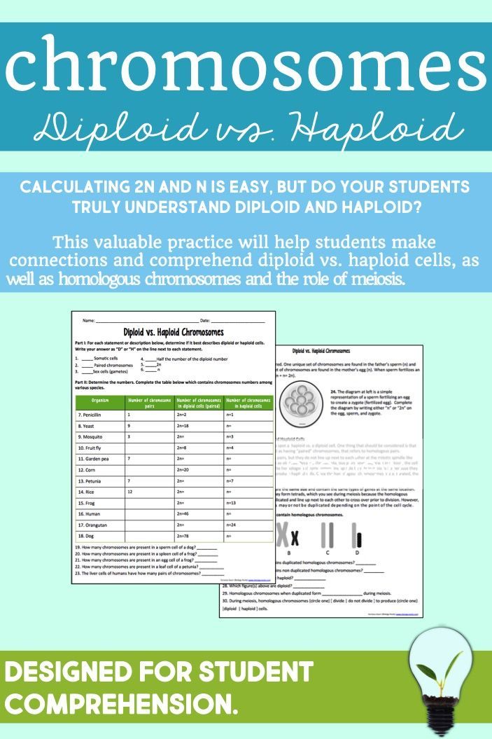 Diploid and Haploid Cells Worksheet Guide