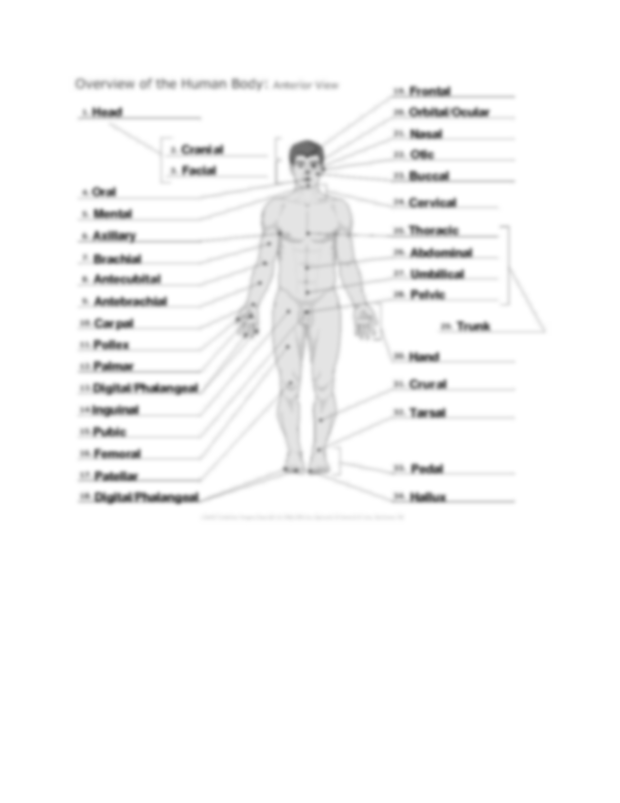 Directional Terms Worksheet Anatomy And Physiology