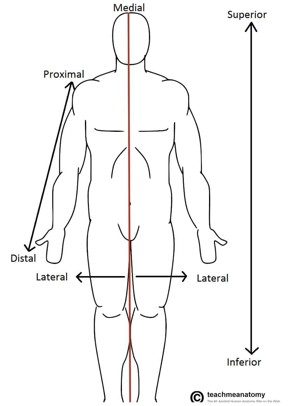 7 Essential Directional Terms to Master Anatomy