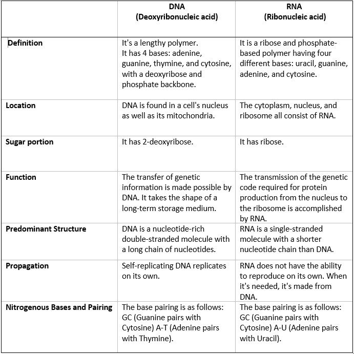 Dna And Rna Structure Study Guide Inspirit