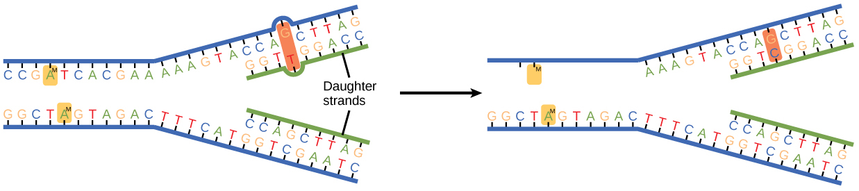 5 Ways to Master DNA Base Pairing