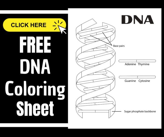 DNA Coloring Worksheet Answer Key and Study Guide