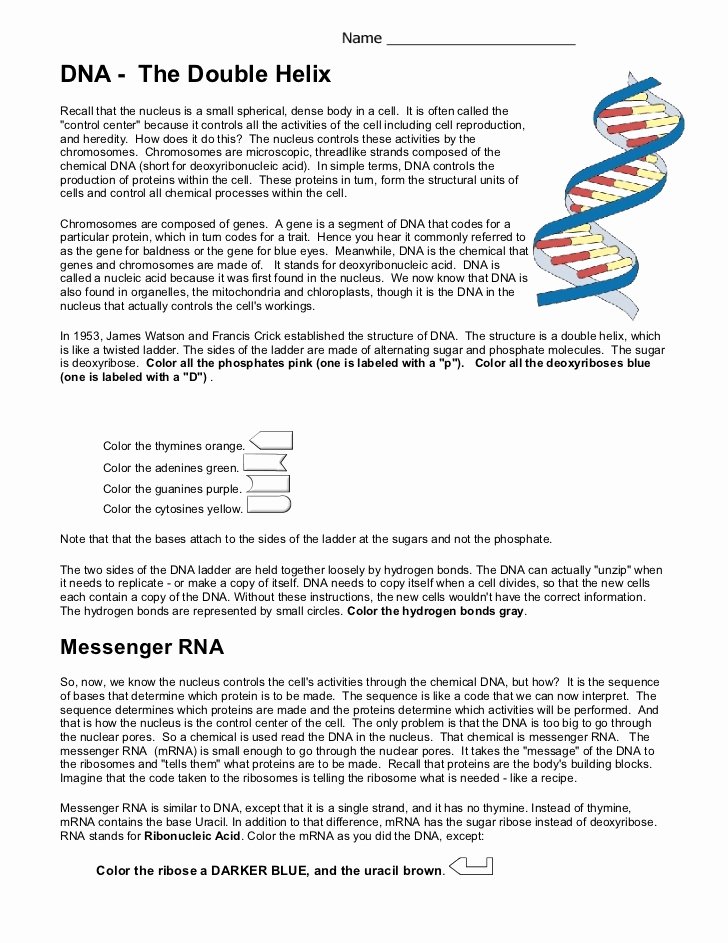 5 Key Facts About DNA Double Helix Structure