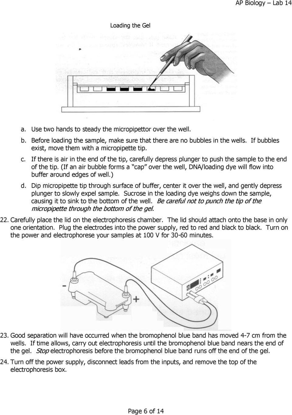 Dna Fingerprinting And Paternity Worksheet