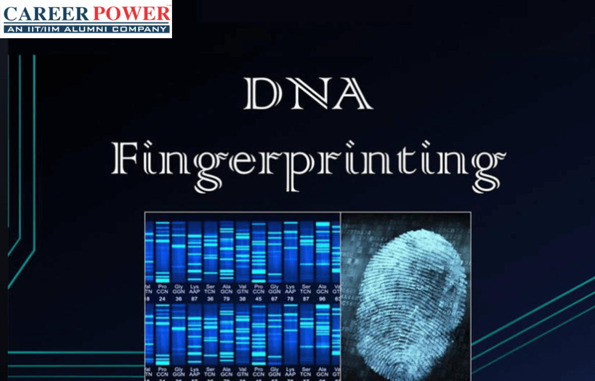 Dna Fingerprinting Worksheet Answer Key