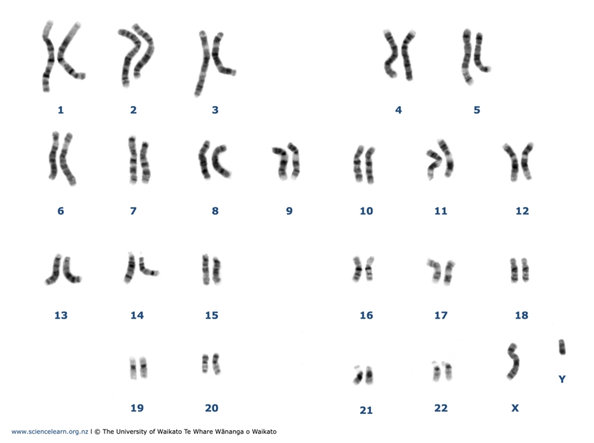 5 Steps to Understanding DNA Fingerprinting