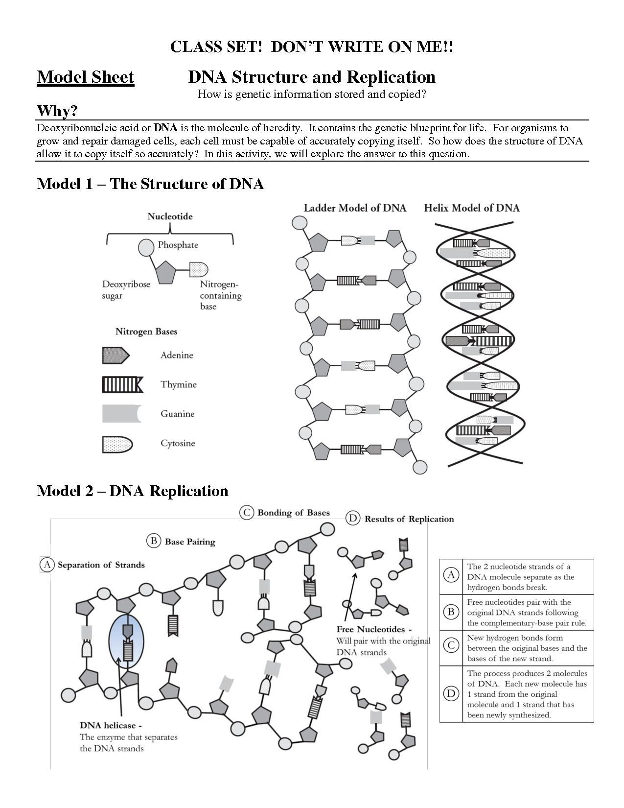 DNA Practice Worksheet 1 Solutions and Answers Guide