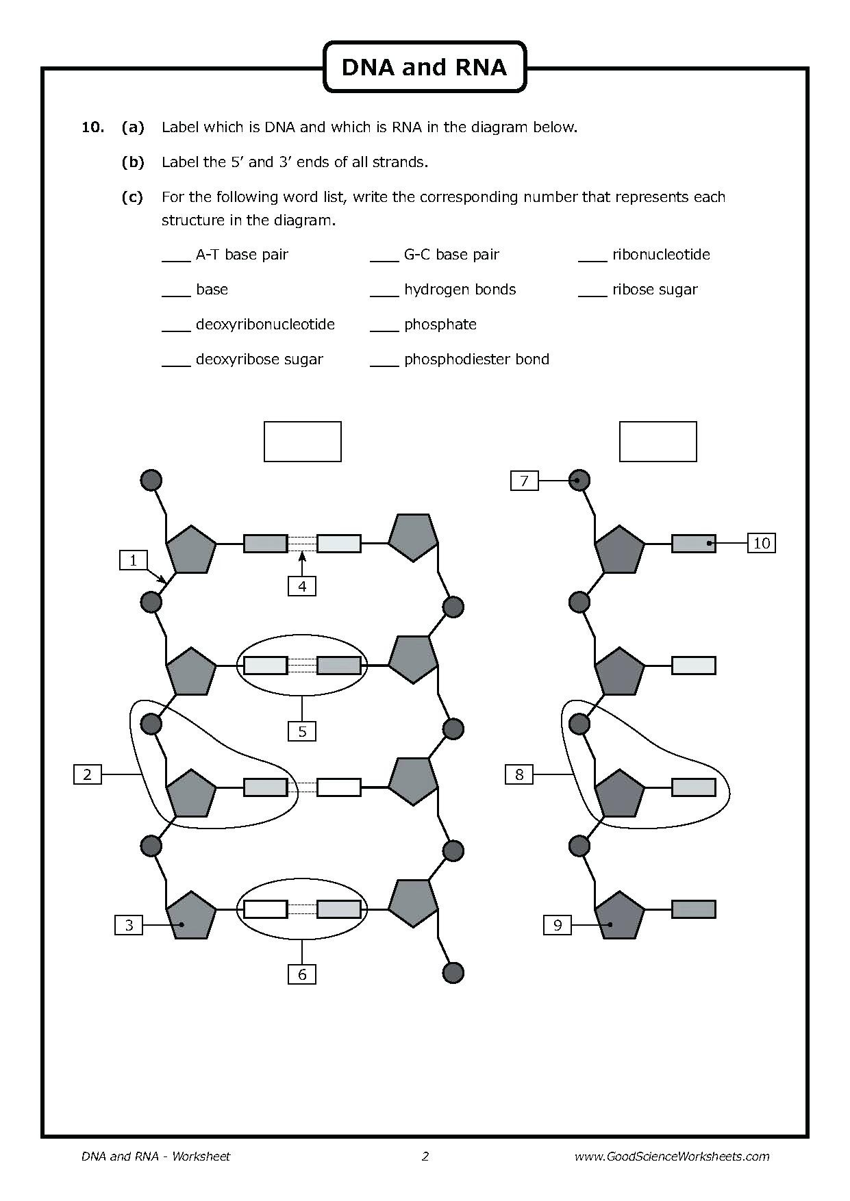 Dna Replication Coloring Worksheet Answer Key Printable Word Searches