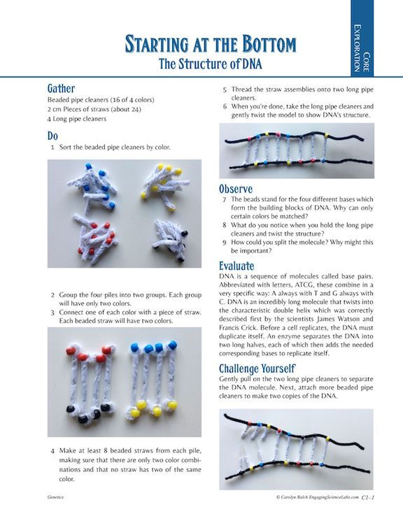 5 Steps to Master DNA Replication Coloring Worksheet