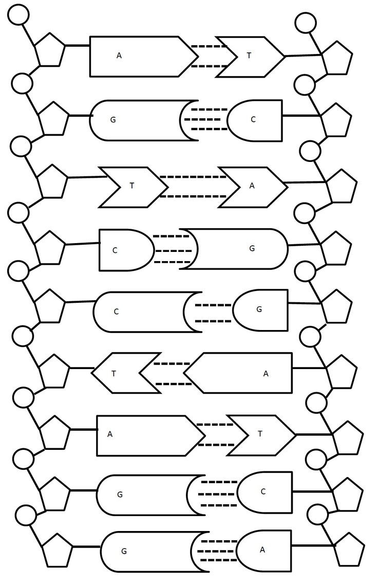 DNA Replication Coloring Worksheet Answers