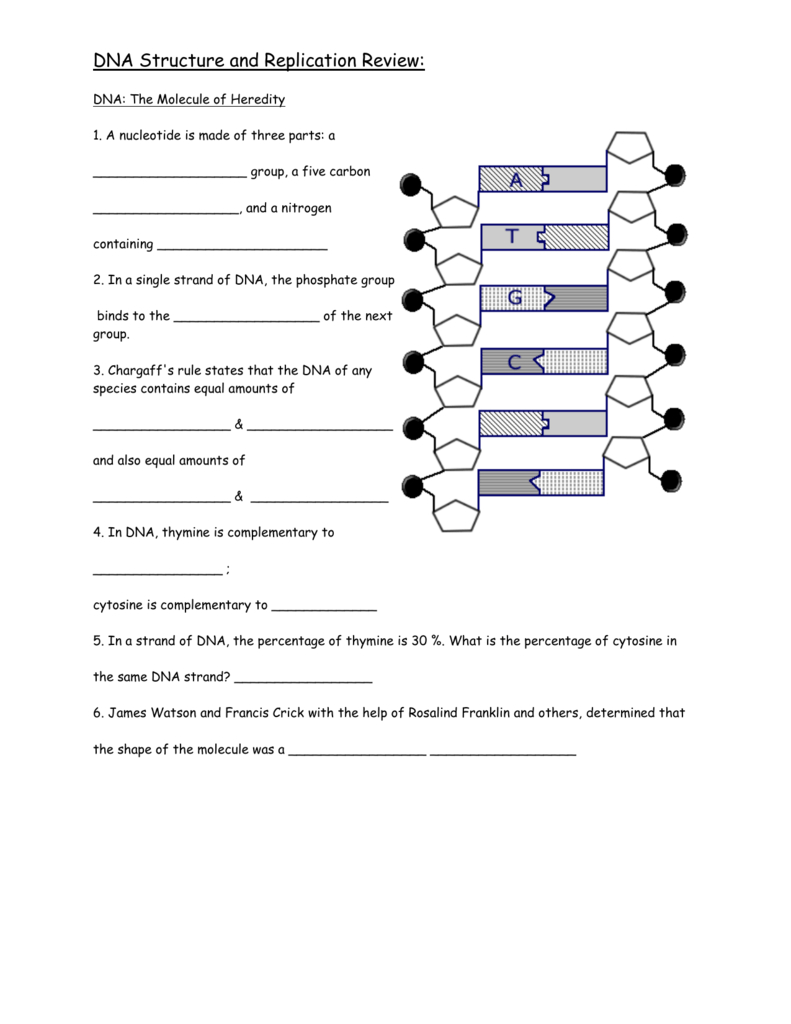 DNA Replication Practice Worksheet Answer Key