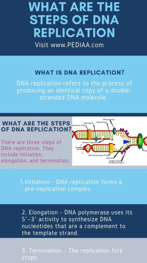 5 Essential Steps in DNA Replication