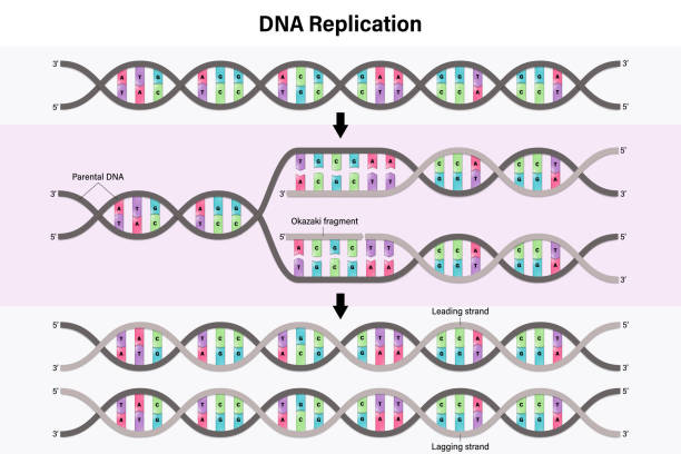 6 Key Steps to Master DNA Replication