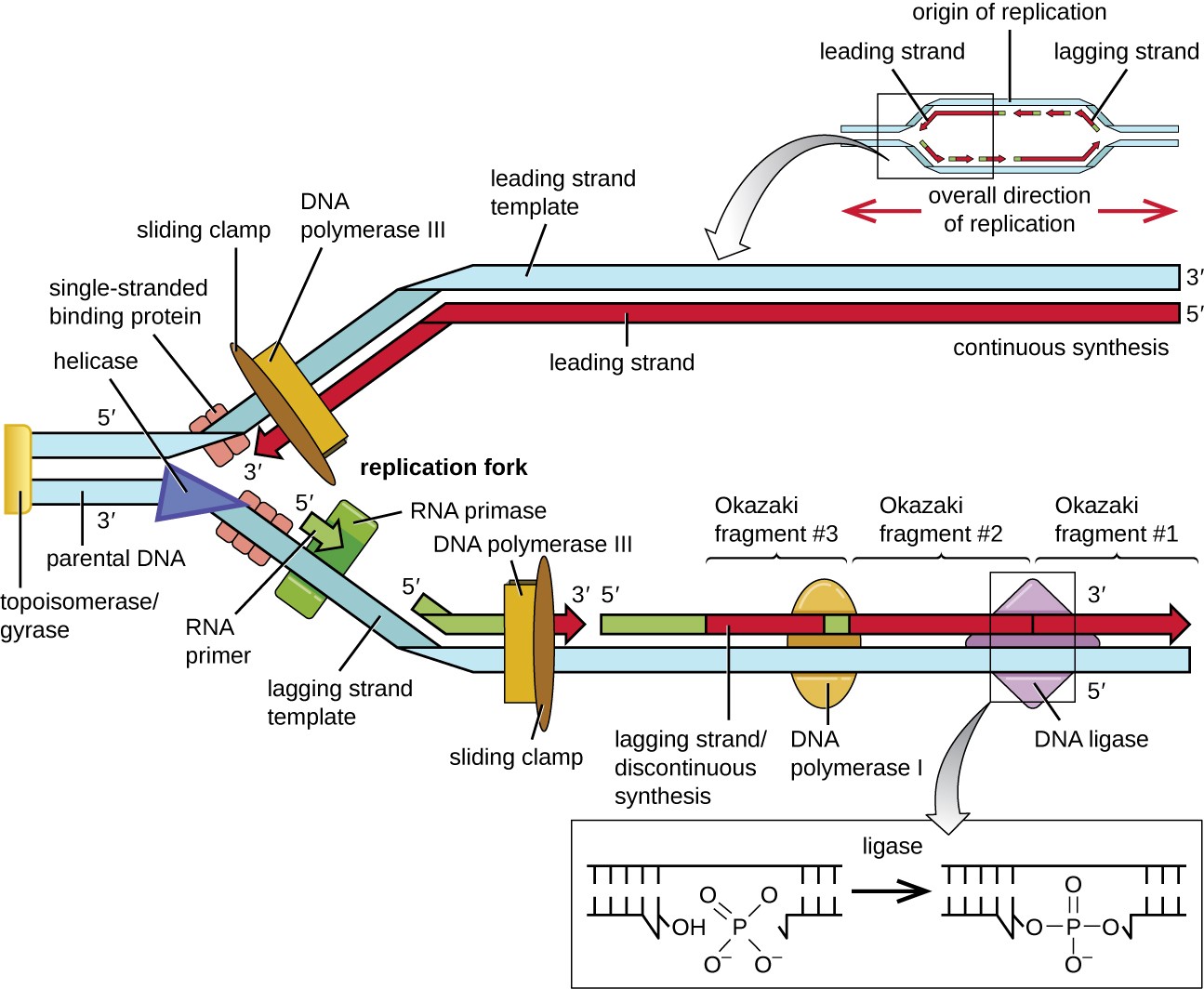 7 Steps to Understand DNA Replication