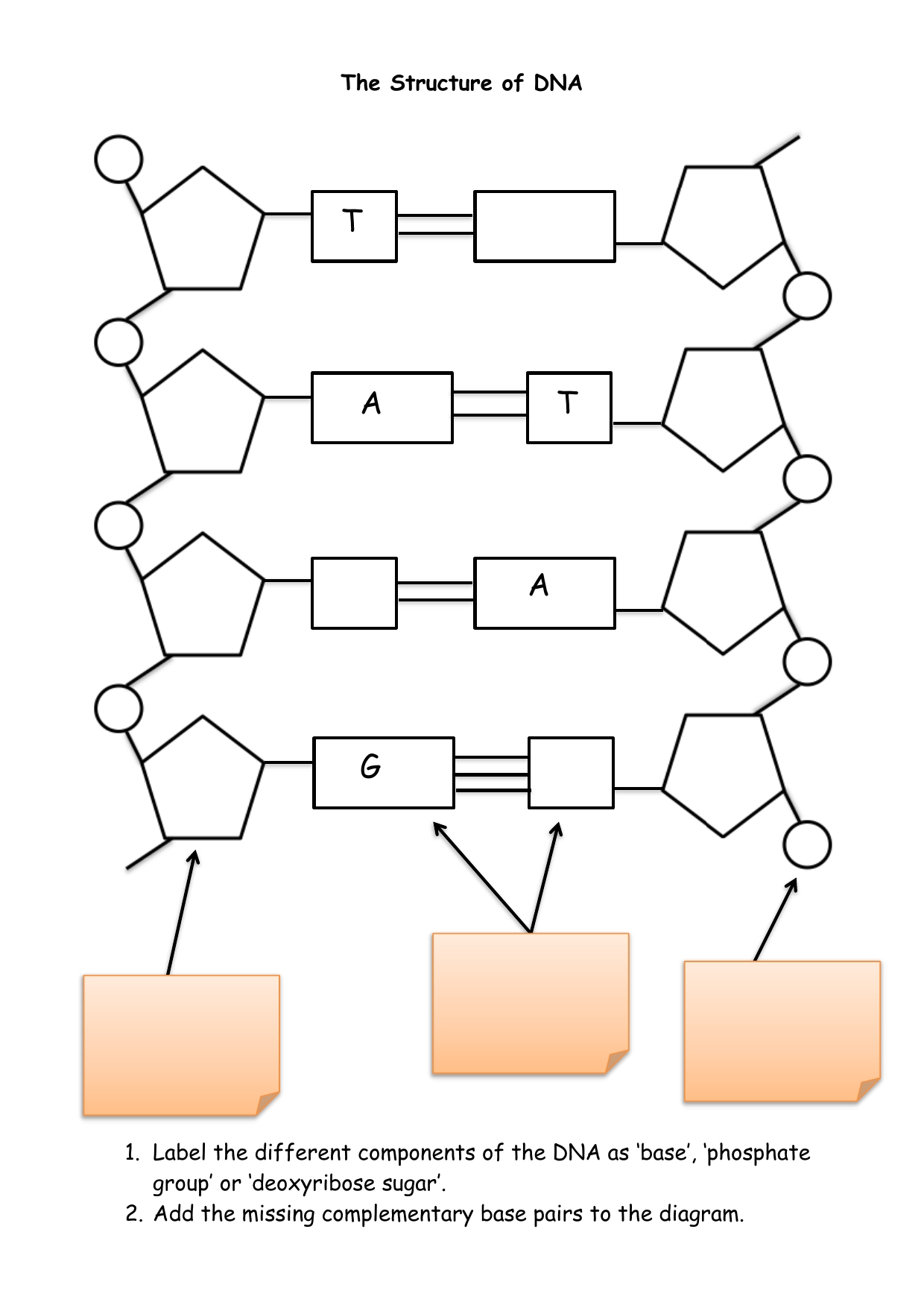 Dna Structure And Replication Worksheet Ame My Id