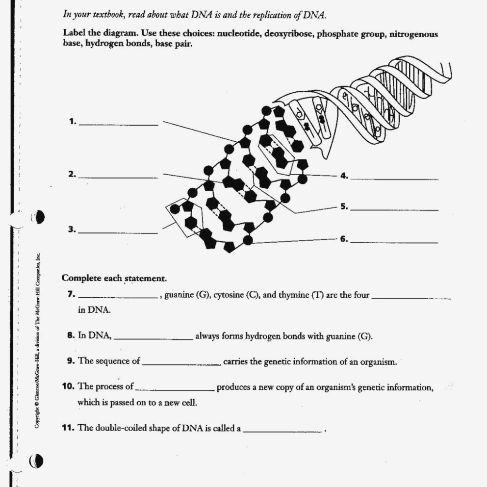 DNA Structure and Replication Worksheet Answer Key