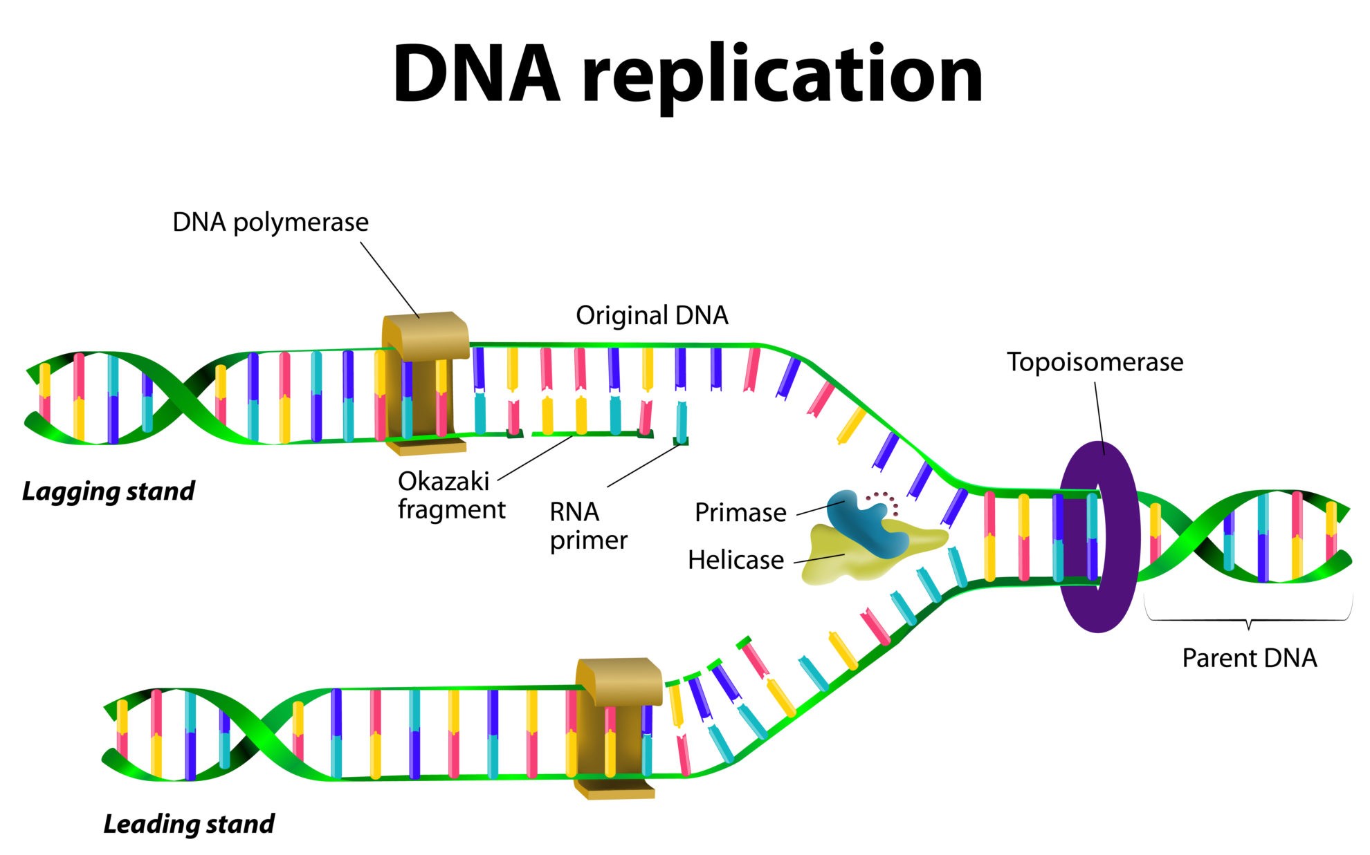 5 Key Steps in DNA Replication Process