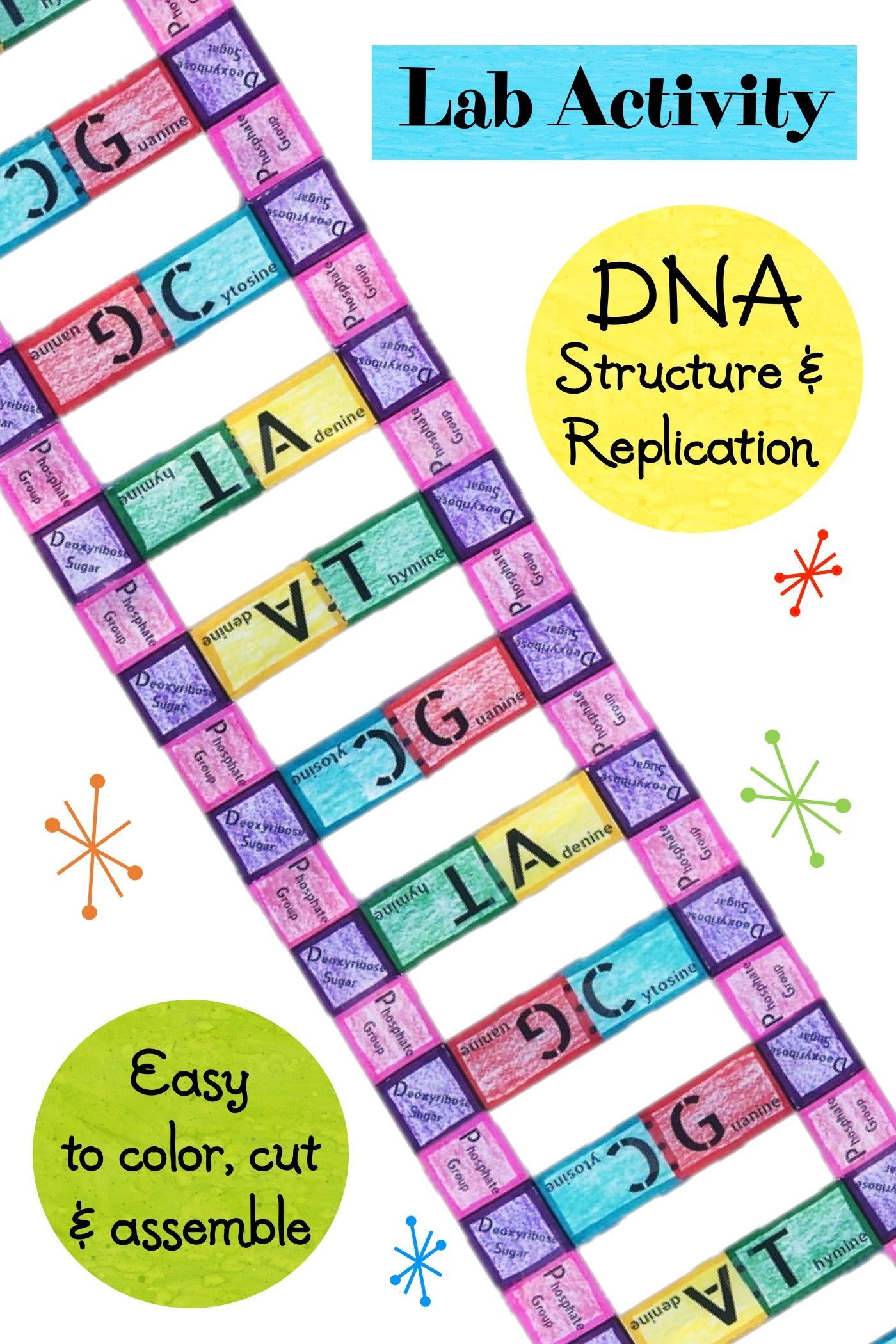 7 Ways DNA Structure and Replication Works