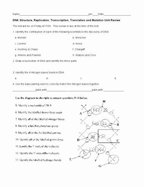 DNA Structure Worksheet Answer Key Explained