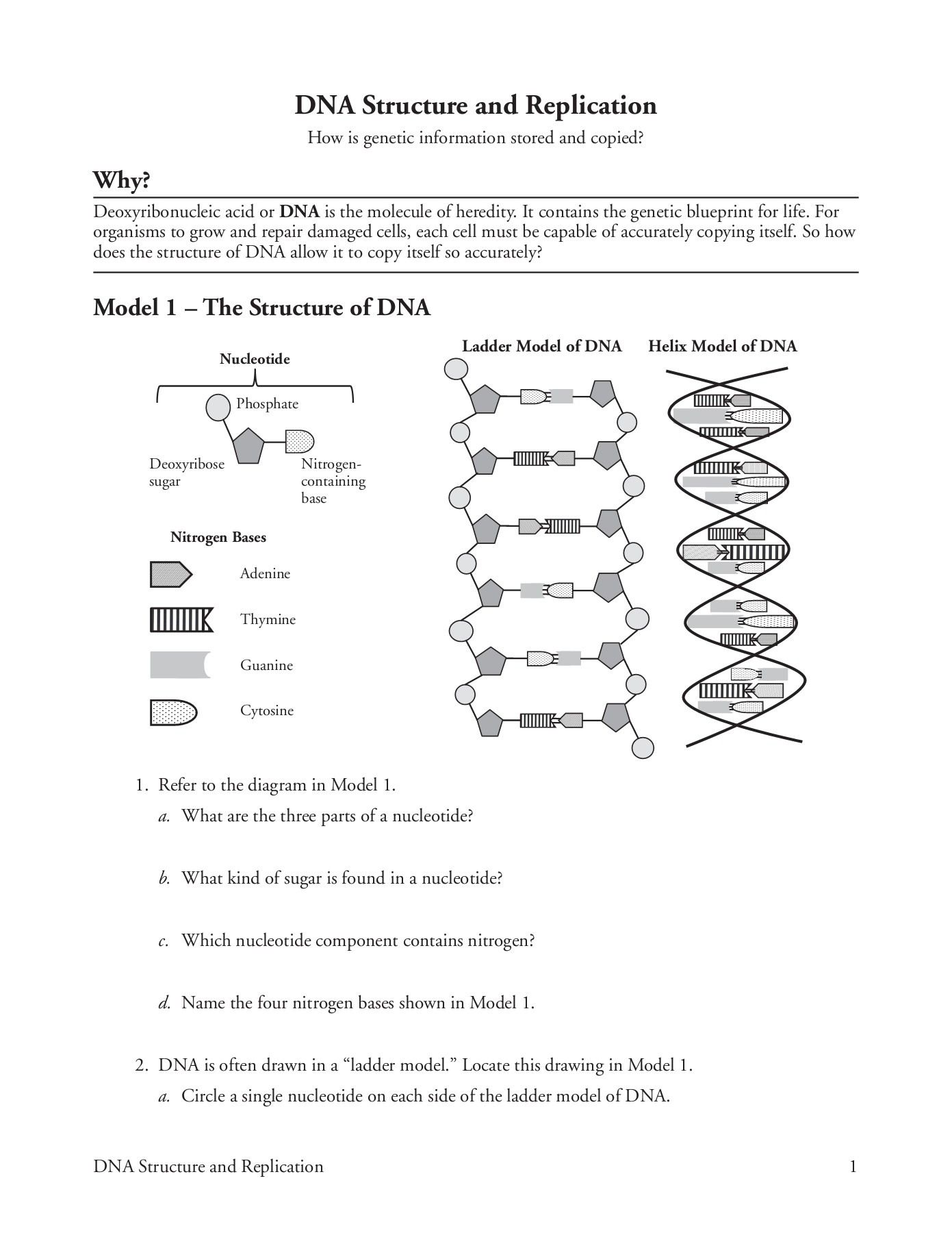 DNA Structure Worksheet Answers for Biology Students