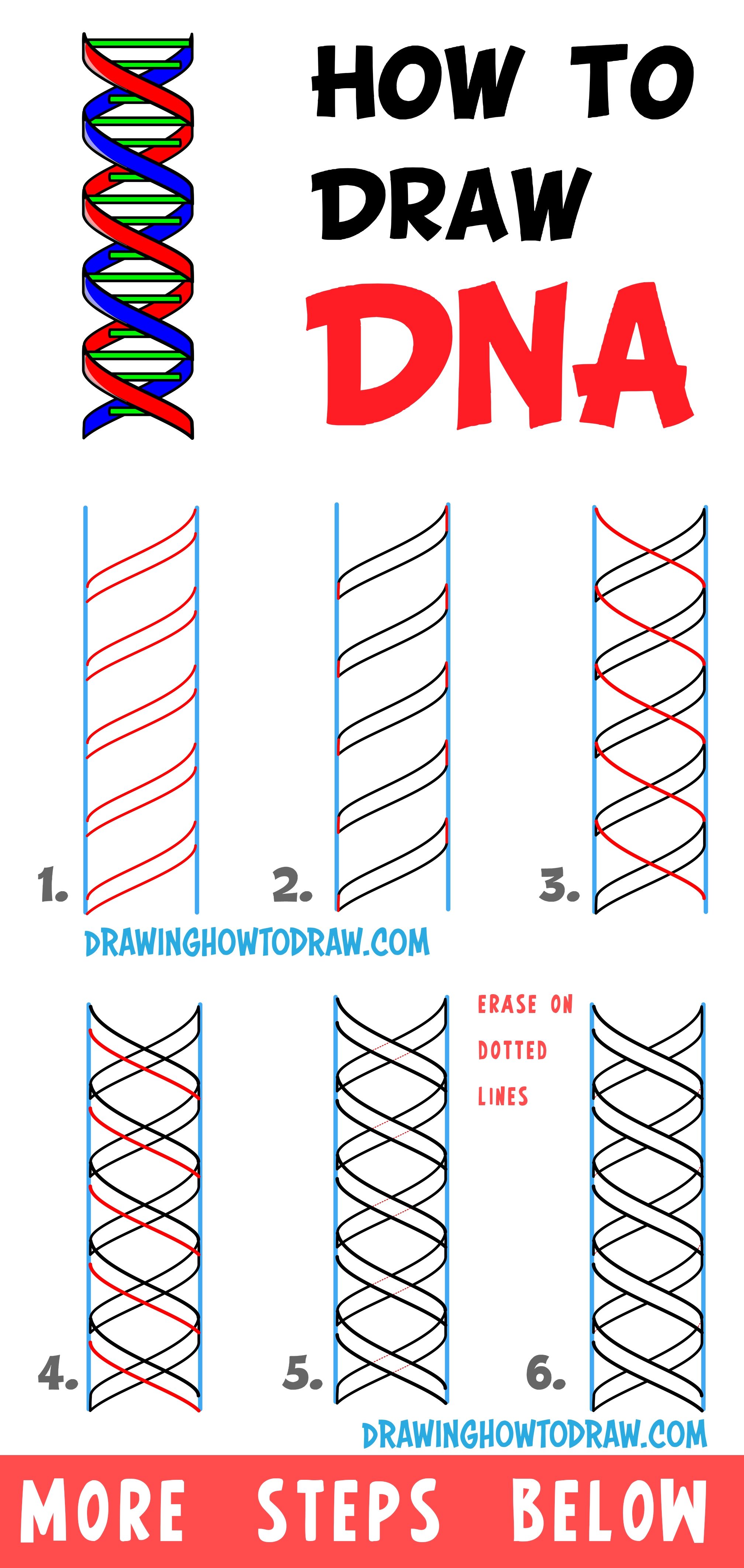 Exploring DNA Structure with Interactive Worksheets