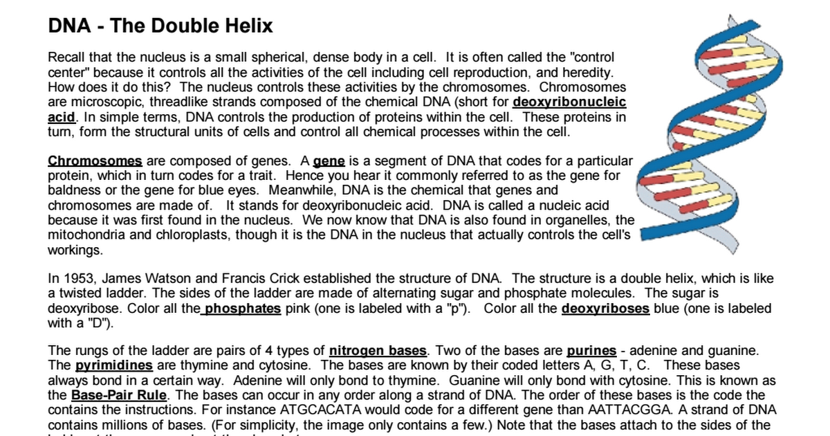 DNA Double Helix Coloring Worksheet Answers Biology