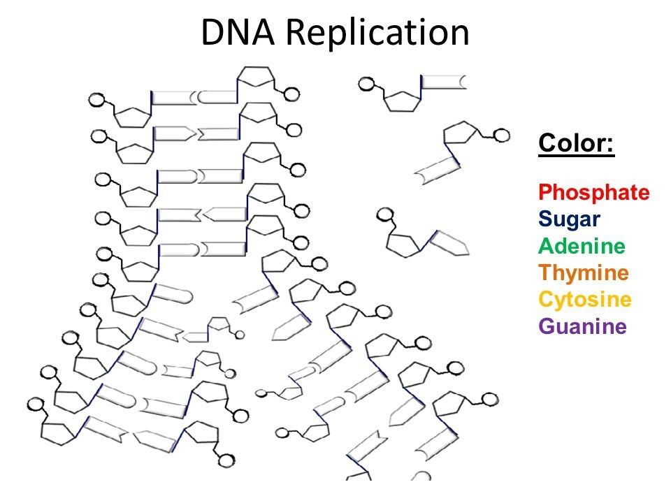 Dna The Double Helix Coloring Worksheet Answers 1 Color Worksheets