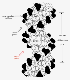 5 Ways to Master DNA Double Helix Coloring